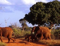 BNEWSKenia-Tsavo N.P. elefanti